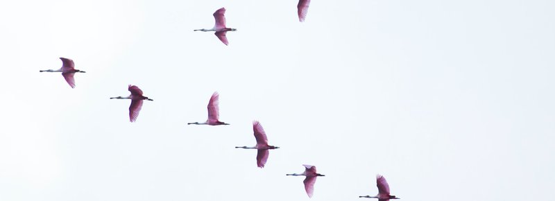Building a Platform: Migrating Content from Third-Party Platforms